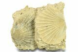 Fossil Pecten (Scallops) Cluster - Gironde, France #282686-1